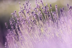 Calming, relaxing, Lavendula angustifolia (Lavender)
